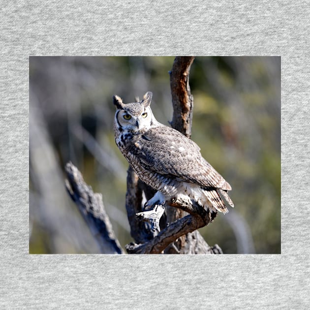 Great Horned Owl by DeniseBruchmanPhotography